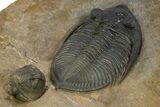 Zlichovaspis Trilobite With Enrolled Reedops - Atchana, Morocco #334906-5